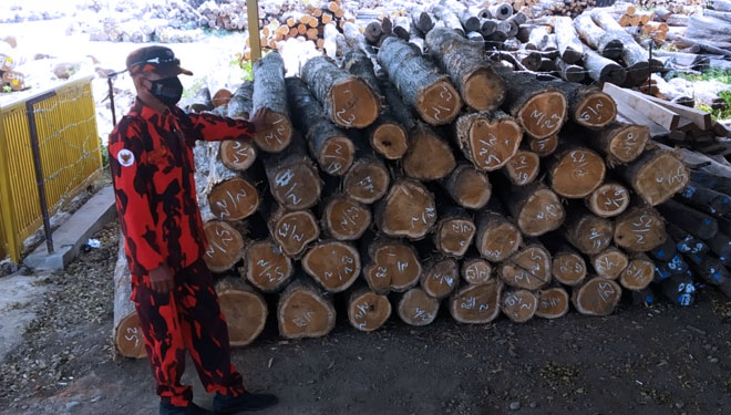 KETERANGAN FOTO Puluhan kayu jati temuan petugas Polsek Wongsorejo, Banyuwangi. (Foto : Dokumentasi TIMES Indonesia)