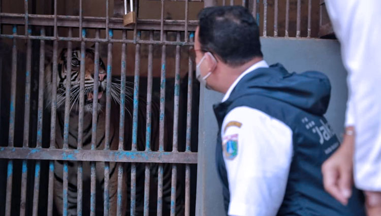 Gubernur Anies Baswedan saat mengunjungi Harimau di Taman Margasatwa Ragunan (TMR) yang sudah dinyatakan terpapar Covid-19. (FOTO: Pemrov DKI Jakarta)