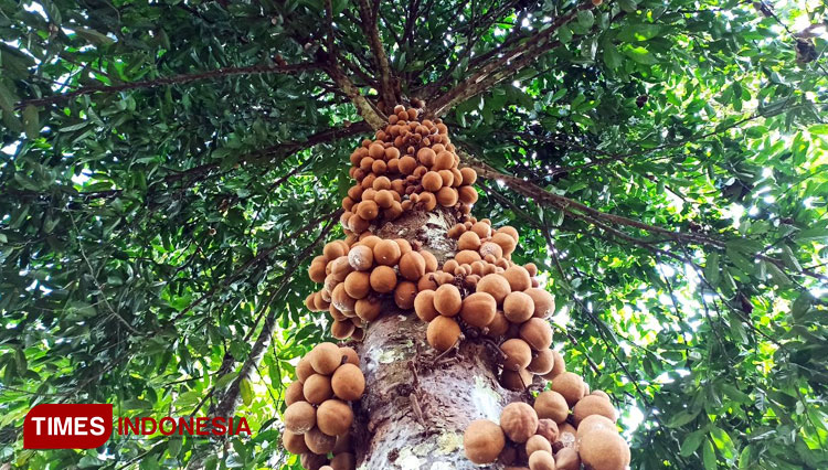 Pohon Kepel yang sudah berbuah di Kabupaten Banyuwangi, Jawa Timur. (FOTO: Agung Sedana/ TIMES Indonesia)