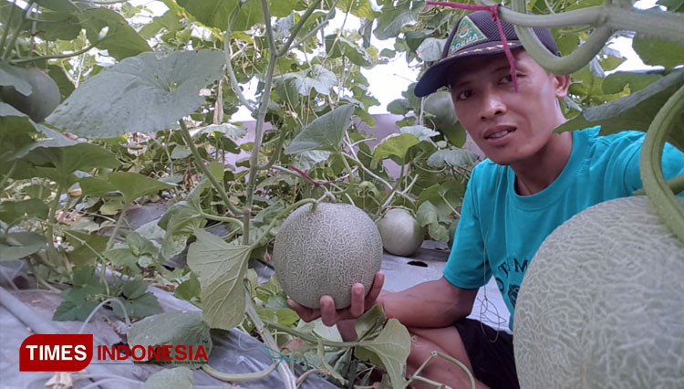 Benu Nuharto, menunjukkan buah melon yang ia tanam menggunakan metode greenhouse. (FOTO: Benu Nurhanto for TIMES Indonesia)