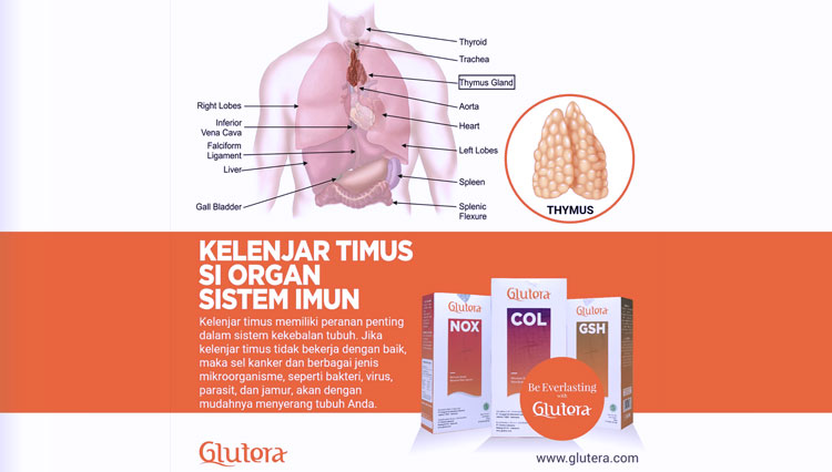 Mengenal Kelenjar Timus Si Organ Sistem Imun Times Indonesia