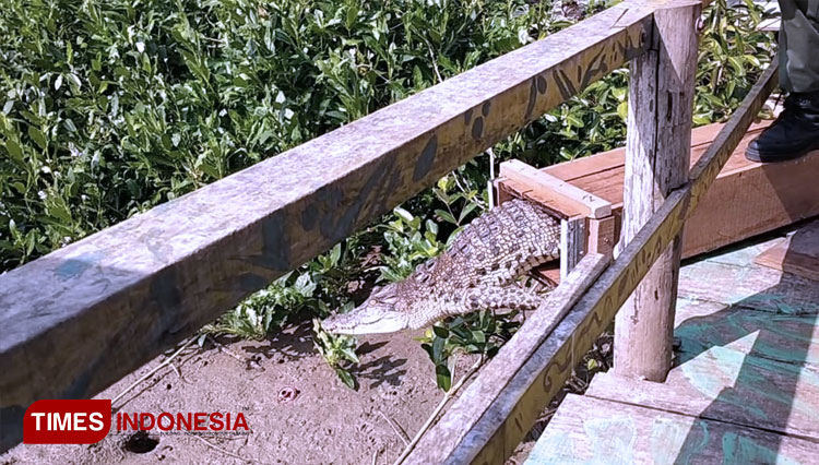 BKSDA Jatim Lepasliarkan Satu Ekor Buaya di Ujungpangkah Gresik