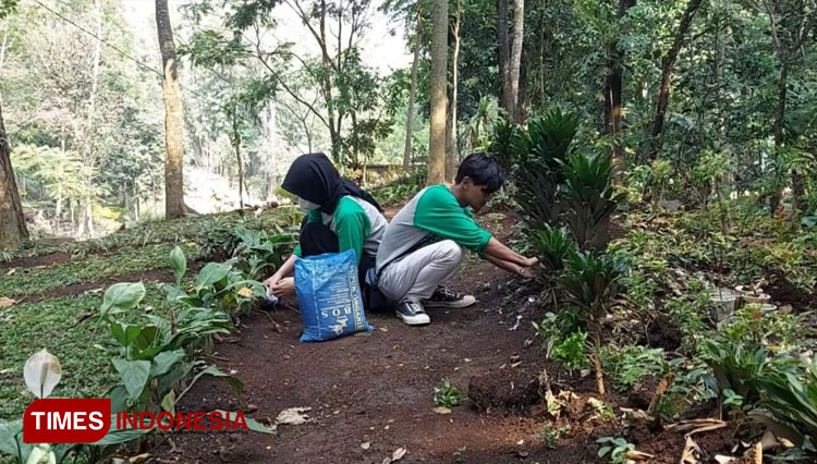 Merawat dan memberikan pupuk tanaman sekitar Desa Wisata Kolam Renang Pentungan Sari guna mendukung Desa Wisata Ecogreen.