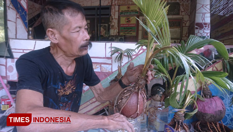 Pensiunan PNS di Ngawi menggeluti bonsai kelapa untuk mengisi waktu luangnya. (Foto: M. Miftakul/TIMES Indonesia)