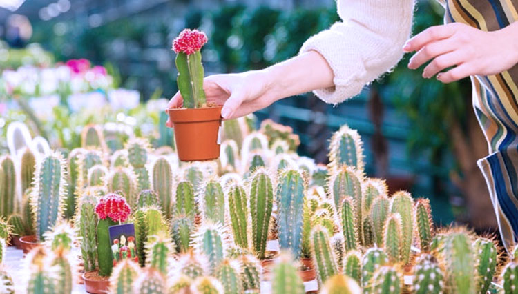 ILUSTRASI - Kaktus. (FOTO: Sutterstock)