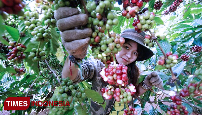 Potensi Kopi Arabica Java Ijen Raung (FOTO: Dokumen TIMES Indonesia)
