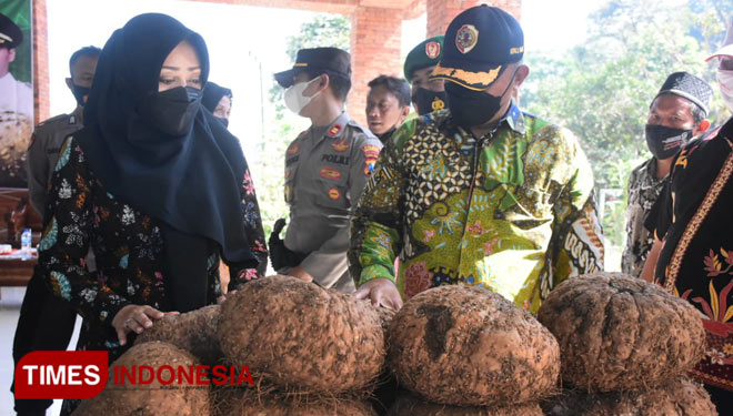 Bupati Mojokerto, Ikfina Fahmawati (kiri) saat memantau panen porang di Desa Jembul, Kecamatan Jatirejo, Kabupaten Mojokerto. Jumat (27/8/2021)(Dok. TIMES Indonesia)