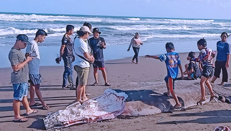 Banyak warga yang mengambil daging bagian belakang ikan hiu tutul atau hiu naga bintang yang mati lantaran terdampar (Foto: Amir)