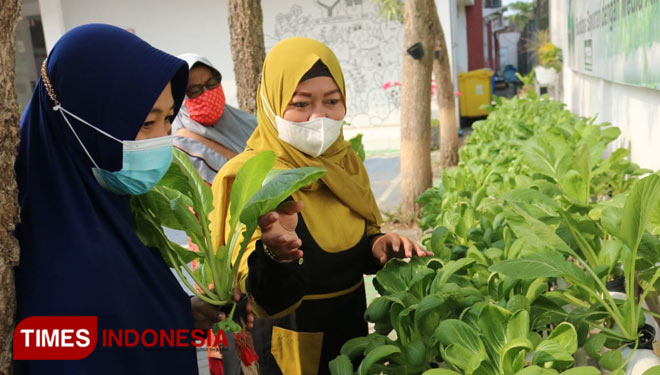Budidaya Sayur Hidroponik Kini Sedang Tren di Gresik