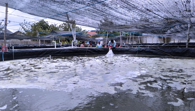 Pengembangan teknologi Aerator Venturi pada Kolam Bundar Udang Vaname oleh Dosen Universitas Brawijaya. (Foto: Dok. UB for TIMES Indonesia)