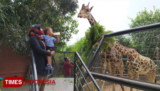 Pengunjung saat berada di kandang jerapah Maharani Zoo dan Goa Lamongan, sebelum wisata ditutup selama PPKM. (FOTO: MFA Rohmatillah/ TIMES Indonesia)