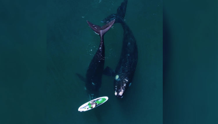 Momen-momen yang sangat luar biasa, saat Analia Giorgetti berkayak ia didekati ikan paus di laut Atlantik, di wilayah tepian Golfo Nuevo, Puerto Madryn, Argentina. (FOTO: Instagram Analia Veronica Giorgetti)