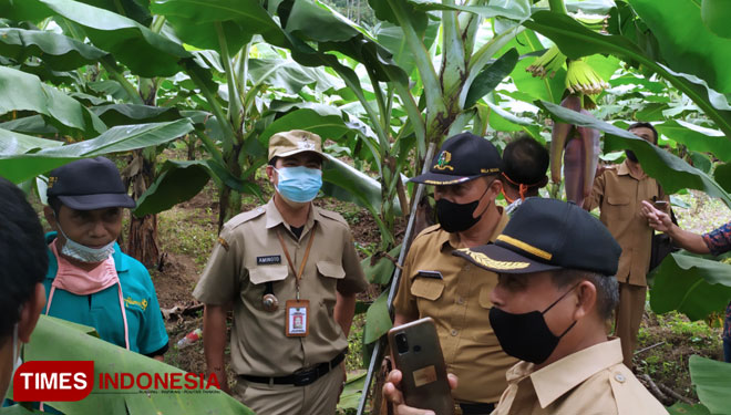 Asekbang Purwadi Santosa bersama Kades Cibangkong, Sarwoto Aminoto saat meninjau lokasi kebun pengembangan pisang Cavendish. (FOTO: Sutrisno/TIMES Indonesia)