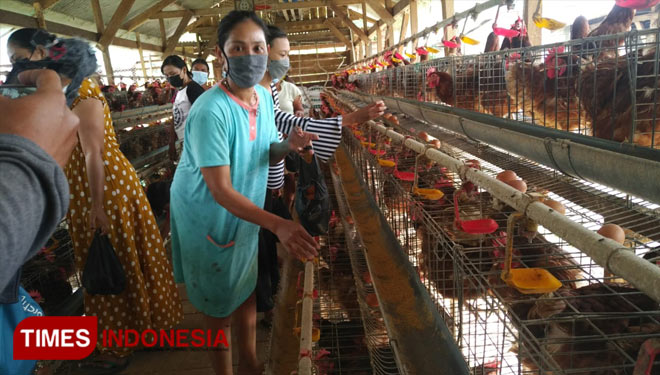 Ibu-ibu di Desa Mojosari, Kecamatan Mantup mengambil telur secara gratis di kandang ayam milik Hardi, Senin (6/9/2021). (FOTO: MFA Rohmatillah/ TIMES Indonesia)