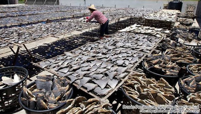 Penjemuran Sirip Ikan Hiu (Foto: Kementerian Kelautan dan Perikanan RI)