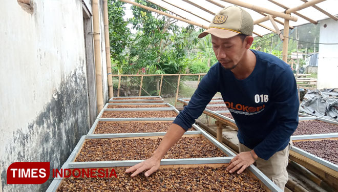 Ketu Kelompok Petani kopi tradisional yang tergabung dalam komunitas Bolo Kopi saat menjemur hasil panen kebun miliknya. (FOTO: Riswan Efendi/TIMES Indonesia)