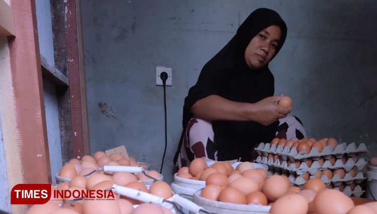 Seorang karyawati peternakan ayam petelur H. Nandang menata telur hasil dari Kandang di Kampung Kawalu, Kawalu, Tasikmalaya, Jawa Barat (FOTO: Harniwan Obech/TIMES Indonesia)