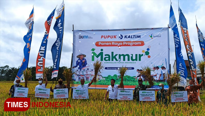 Panen bersama di lahan seluas 42 hektar dalam Program Makmur PT Pupuk Indonesia (Persero) di Banyuwangi. (FOTO: Agung Sedana/ TIMES Indonesia)