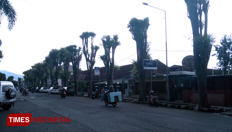 Pohon rimbun di sekitar Alun-Alun RBA Ki Ronggo Bondowoso tepatnya di depan Lapas Klas II B Bondowoso sudah dirapikan (FOTO: Moh Bahri/TIMES Indonesia)