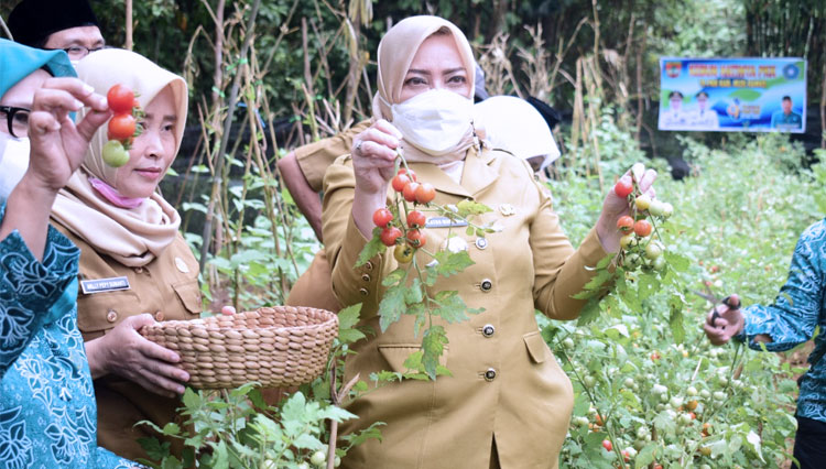Bupati Musi Rawas, Hj Ratna Machmud dalam agenda panen perdana buah di perkebunan TP PKK daerah Kabupaten setempat. (FOTO: Dok. Pemkab Musi Rawas) 
