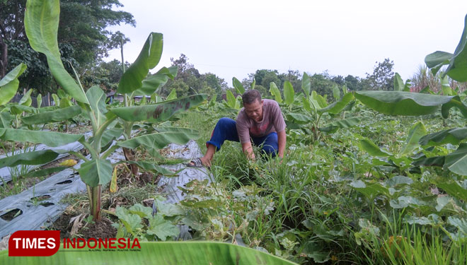 Budidaya pisang cavendish di lahan sawah lebih menguntungkan daripada tanaman padi. (Foto: M.Miftakul/TIMES Indonesia)