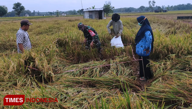 Petani, PLL dan penyuluh pertanian saat melihat padi yang gagal panen akibat iklim (Foto: Akmal/TIMES Indonesia).