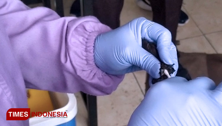 Uji sampel burung pipit di Balaikota Cirebon. (FOTO: Dede Sofiyah/TIMES Indonesia)