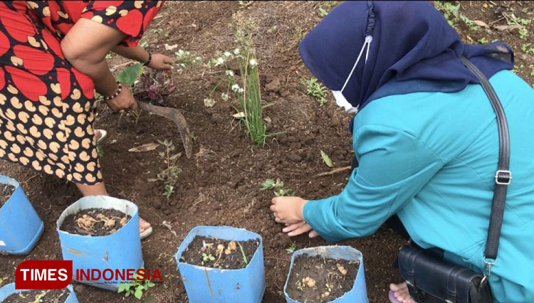 Kegiatan Pawon Urip, Mahasiswa KSM Tematik Unisma bersama warga Desa Bodang menanam beberapa tanaman untuk kebutuhan sehari-hari. (FOTO: AJP TIMES Indonesia)