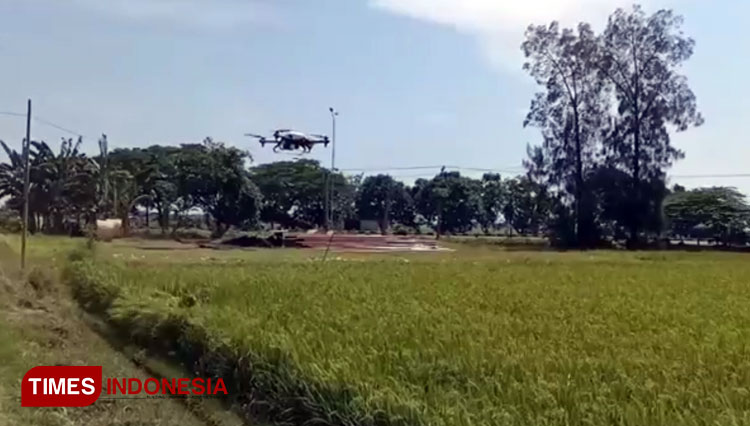 Keren, Petani di Indramayu Mulai Pakai Drone untuk Pemupukan Padi