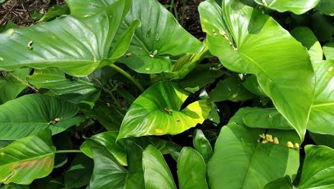 Daun cariang (foto: bukalapak.com)