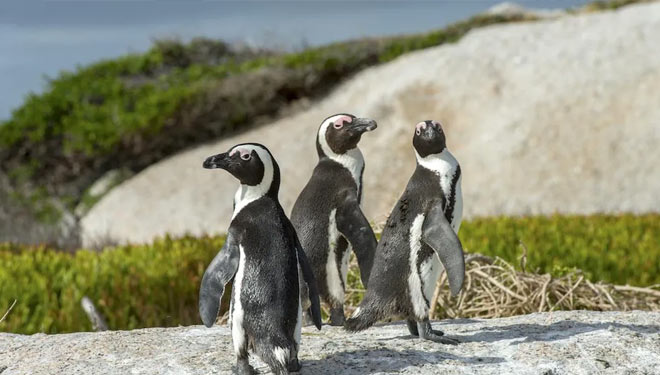 Penguin Afrika Selatan yang langka. Baru-baru ini ditemukan 63 penguin tewas akibat sengatan lebah.