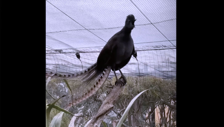 Lyrebird, burung eksotik Australia yang berada di Kebun Binatang Tarango. (Foto: Taronga Zoo Sydney)