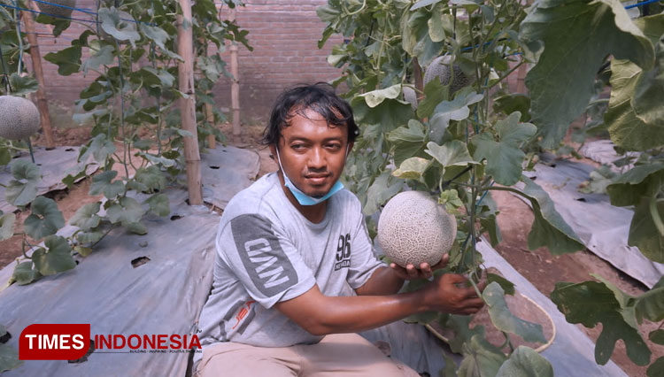 M. Munir (35) petani buah melon dalam greenhouse menunjukkan buah melon jenis Sakata Glamor, Kamis (23/9/2021). (Foto: Thaoqid Nur Hidayat/TIMES Indonesia)
