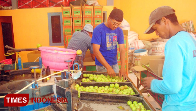 Pedagang-Buah.jpg