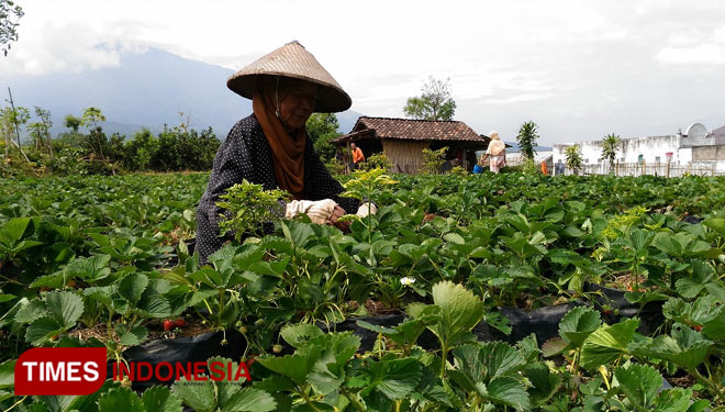 Kepala BPS Kota Batu Gagas Kebun Lindung Apel Di Hari Tani - TIMES ...