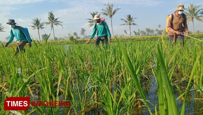 Petani di Kabupaten Bondowoso Jawa Timur saat meracun hama wereng di sawahnya (FOTO: Moh Bahri/TIMES Indonesia).