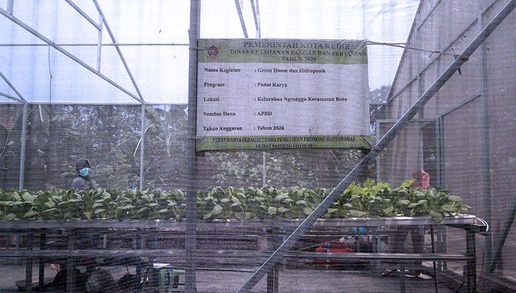 KUBE-Green-House-Bersinar-Kelurahan-Ngronggo.jpg