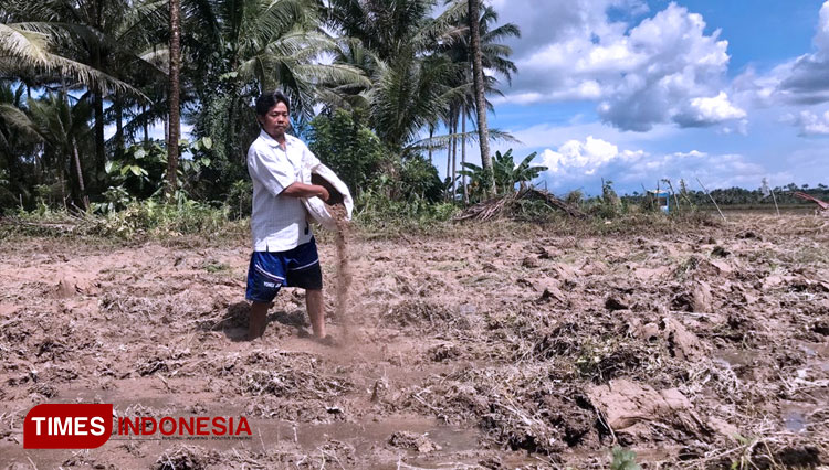Dudung Durahman, petani padi saat menaburkan pupuk organik ke lahan penyemaian padi. (FOTO: Wahyudi Yahya/TIMES Indonesia)