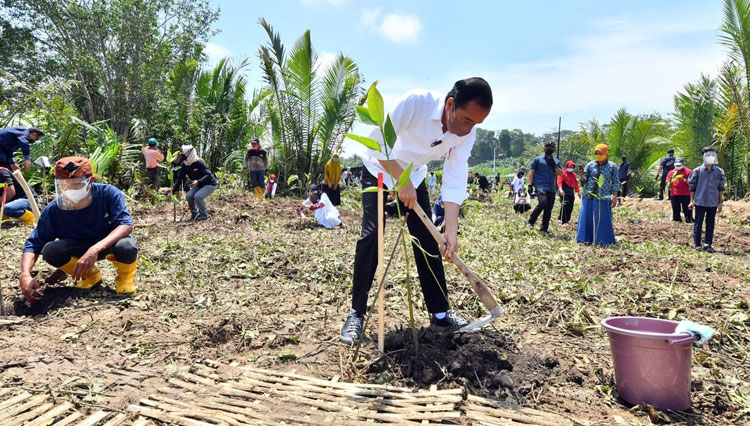 Presiden RI Jokowi bersama warga menanam pohon mangrove di Desa Tritih Lor, Kecamatan Jeruklegi, Cilacap. (FOTO: Biro Pers Istana Kepresidenan).