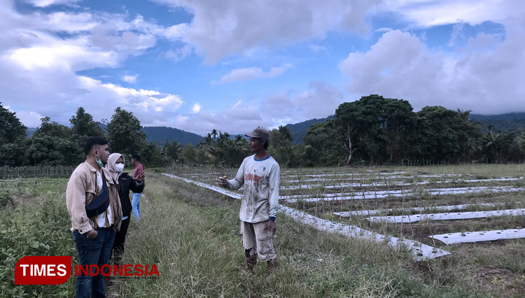 petani malut 2