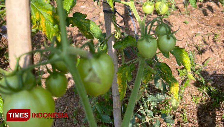 Buah Tomat yang Tumbuh Subur (Foto: Joko/TIMES Indonesia)