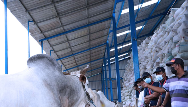 Para peserta pelatihan berkunjung ke pengelolaan peternakan terpadu di Kelompok Lembu Jaya Pangestu, Balongpanggang (Foto: SIG for TIMES Indonesia)