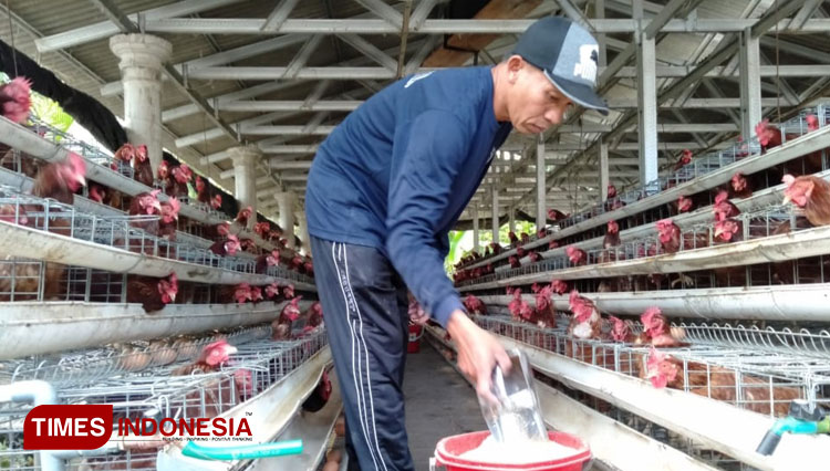 Ternak Ayam Petelur