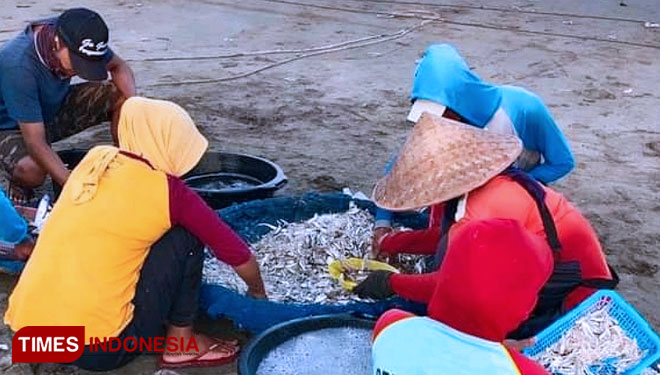 Nelayan di Pangandaran sedang memilih ikan hasil malaut (Foto: Syamsul Ma'arif/TIMES Indonesia)