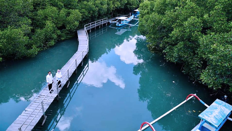 Kunjungi Hutan Mangrove di Bali, Presiden RI Jokowi: Ini Contoh Rehabilitasi Ekosistem