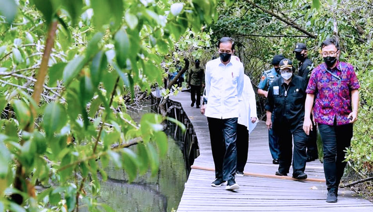 Presiden Jokowi saat ke hutan mangrove di Taman Hutan Raya (Tahura) Ngurah Rai, Kabupaten Badung, Bali. (FOTO: Setkab RI)