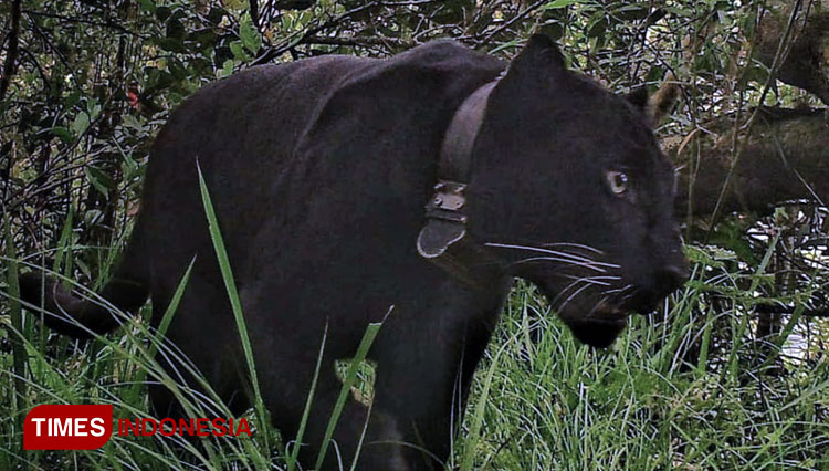 Slamet Ramadhan, seekor Macan Tutul Jawa (Panthera pardus melas) penghuni kawasan Taman Nasional Gunung Ciremai (TNGC) Gunung Ciremai. (FOTO: BTNGC for TIMES Indonesia)