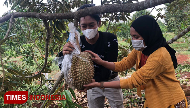 Govaldo Ircham Maulana hendak memetik buah durian di kebunnya Desa Kebonagung Kecamatan Ujungpangkah. (Foto: Akmal/TIMES Indonesia)