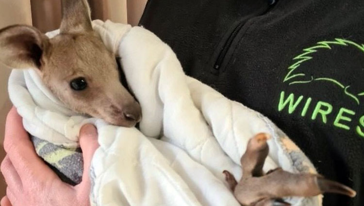 Penduduk di sekitar Teluk Batemas menemukan seekor anak kanguru yang masih hidup dan kini sedang dirawat.(FOTO : BBC/Twitter Wires)