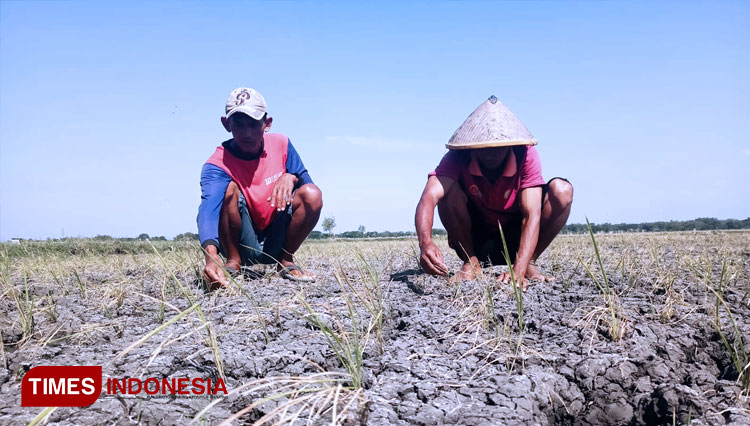 Tanaman padi berumur kurang dari satu bulan tampak layu dan kering. (FOTO: M.Miftakul/TIMES Indonesia) 